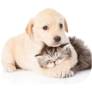 Fellowes Mouse Pad 5916901